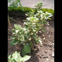 Aubergine blanche (peut-etre) (1)